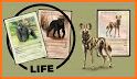 Animal Cards related image