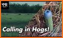 REAL Hog Calls - Hog Hunting related image