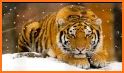 Amazing Tigers Wallpapers related image