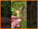 Mushroom Finder:  identification, wallpaper related image