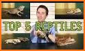 How to Take Care of Reptiles & Amphibians related image