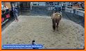 Horse Auctions USA related image