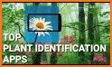 PlantFinder - Plant Identification related image
