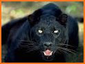 Black Leopard Rescue related image