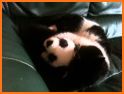 Panda Chat related image