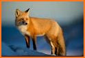 Fox Wallpaper related image