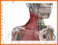 Easy Anatomy - Atlas & Quizzes related image