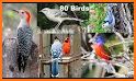 Birds Identifier App by Photo, Bird ID Camera 2020 related image
