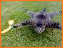 Cat Copter related image