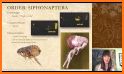 Insect Identification related image