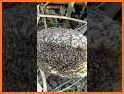 BeeShort related image