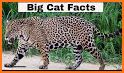 Tiger Math Facts: Addition related image