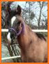 PonyPlace - Buy and Sell Horses and Tack related image