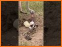 Animal Egg Rush related image
