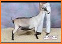 American Kiko Goat Association related image