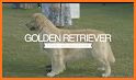 Golden Retriever related image
