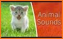 Animal Ringtones: Animal Sounds  Bird Wallpaper related image