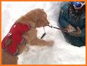 Colorado Puppy Rescue related image