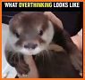 Happy Otters related image