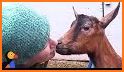 Cute Baby Goat Rescue related image