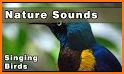 Real Animal & Natural Bird Sounds related image
