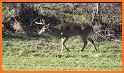 Deer Hunting 2018 related image
