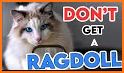 Ragdoll Rescue related image