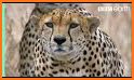 Cheetah related image