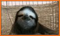 Smiling Sloth Keyboard Theme related image