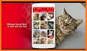 MeowApp - Cute Cat Sound App related image