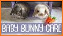 Baby Bunny - The Cutest Pet Caring related image