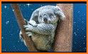 Koala: Sleep and Mindfulness related image