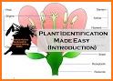 Plant Identification related image