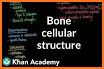 ANATOMY OF BONES, TISSUES AND JOINTS related image