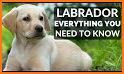 Labrador Puppies Family related image