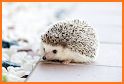 Hedgehogs related image