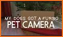 Look Here - Pet Camera related image