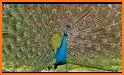Peacock sounds related image