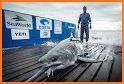Shark Tracker - OCEARCH related image