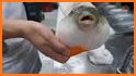 Puffer Fish Eating Carrot related image