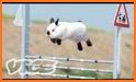Jumping Bunny related image