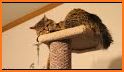 Cat Playground - Game for cats related image