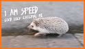Classic Hedgehog Run related image