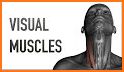 Visual Muscles 3D related image