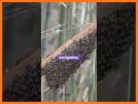 BeeShort related image