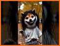 Woof – Pet Safety related image