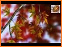 Autumn Leaves in HD Gyro 3D Parallax Wallpaper related image