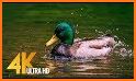 LIVE DUCK related image