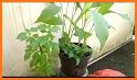 tips praktis belajar tanaman herbal dan khasiatnya related image