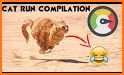Cats Run related image